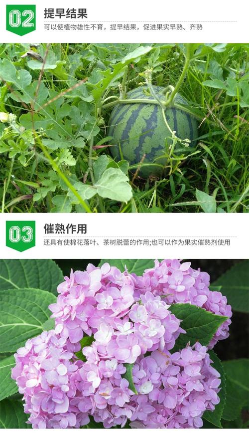 增红素叶面肥在西瓜种植中的应用与功效解析